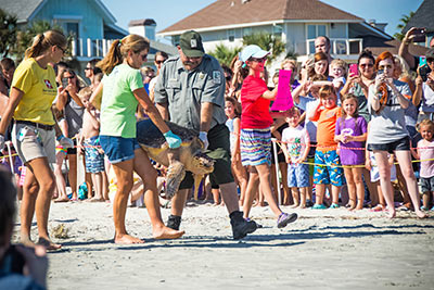 Marsh the sea turtle is released after being cared for at the Sea Turtle Center.