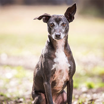 Dog photo at Hallie Hill Animal Sancuary. Photo by Jeanne Taylor Photography.