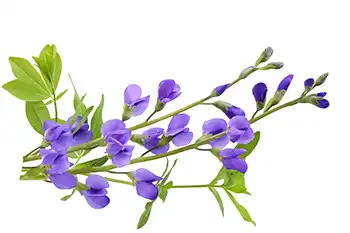 False Indigo, Baptisia Australis.