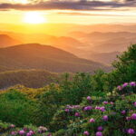 This image displays a landscape of the Asheville Mountains. You can see wild purple flowers, greenery, and the sunrise/sunset in the distance.