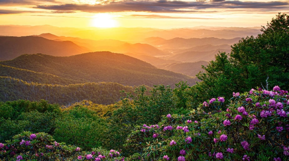This image displays a landscape of the Asheville Mountains. You can see wild purple flowers, greenery, and the sunrise/sunset in the distance.